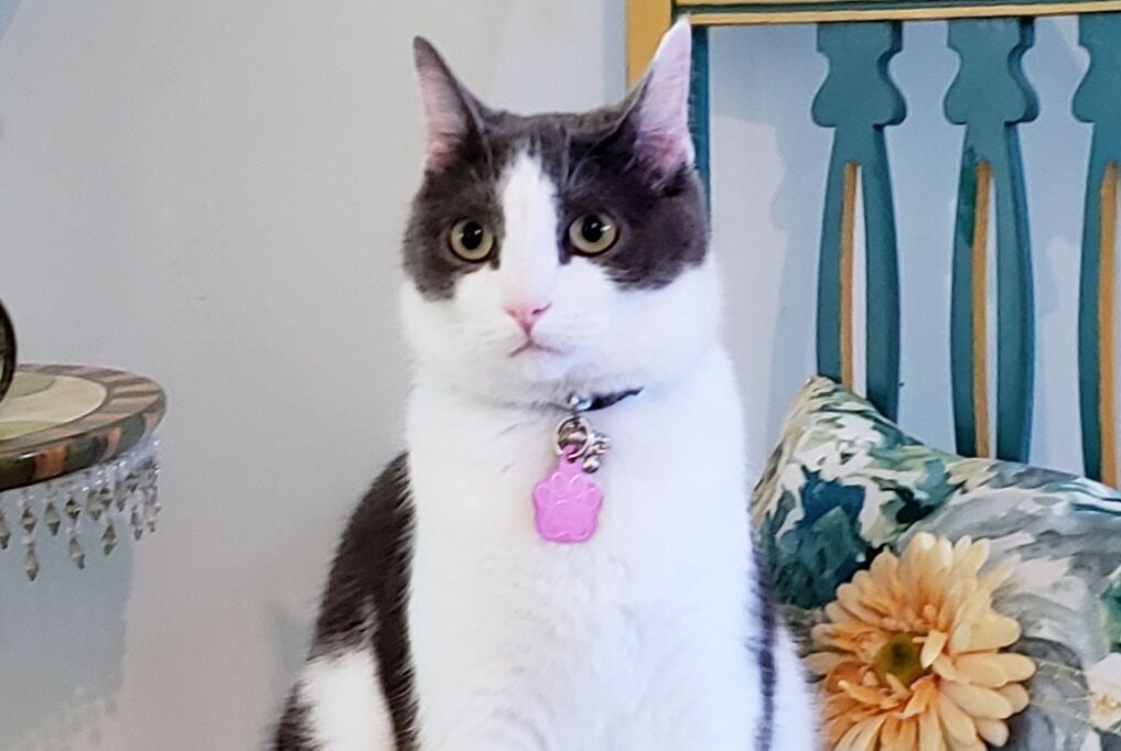 A cat collar is basically your pet’s ID and critical info for others