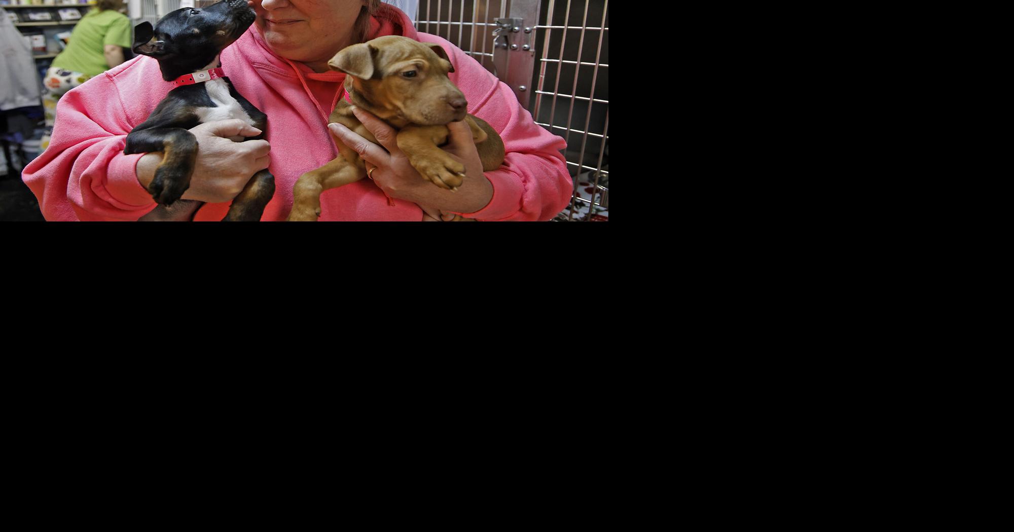 Clark County SPCA saves nearly 500 animals in 2023, sets 2024 goals ...