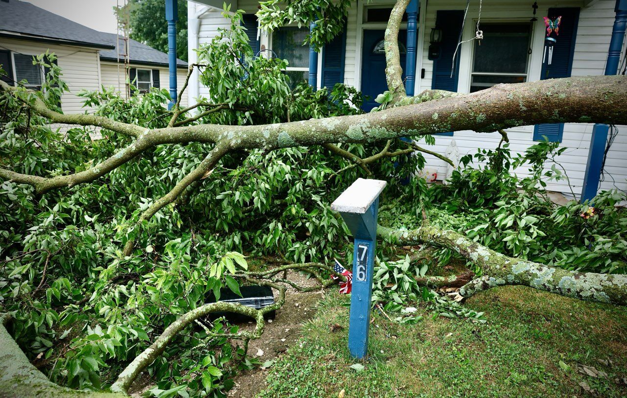 Power mostly restored after Friday’s storms downed trees, power lines ...