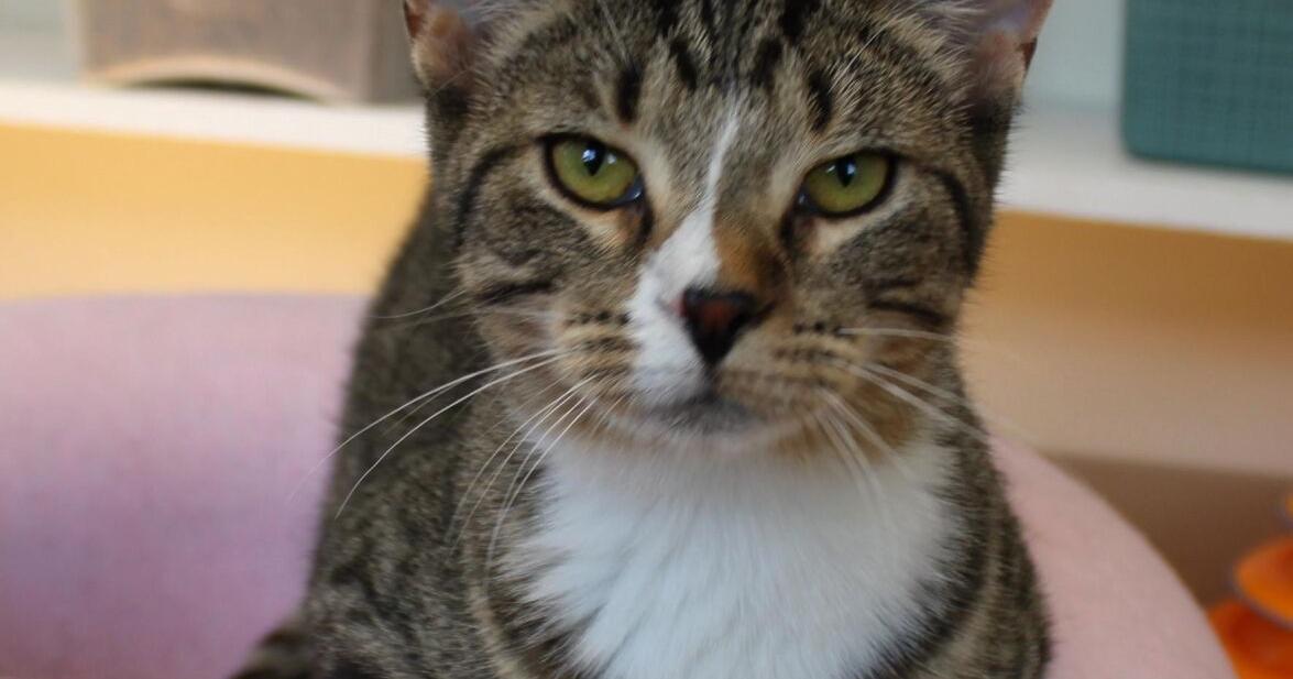 Meet Alice, the pet of the week in Clark County