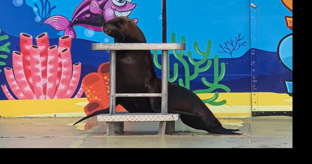 ‘Sea Lion Splash’ among entertainment options at Clark County Fair