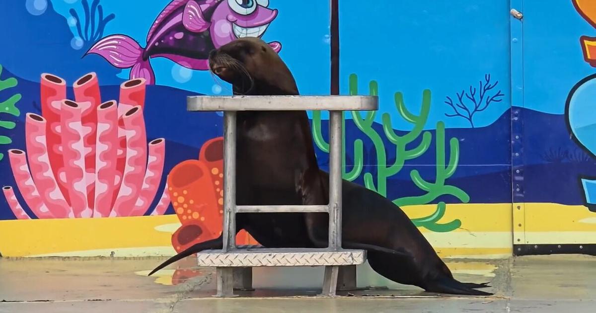 ‘Sea Lion Splash’ among entertainment options at Clark County Fair