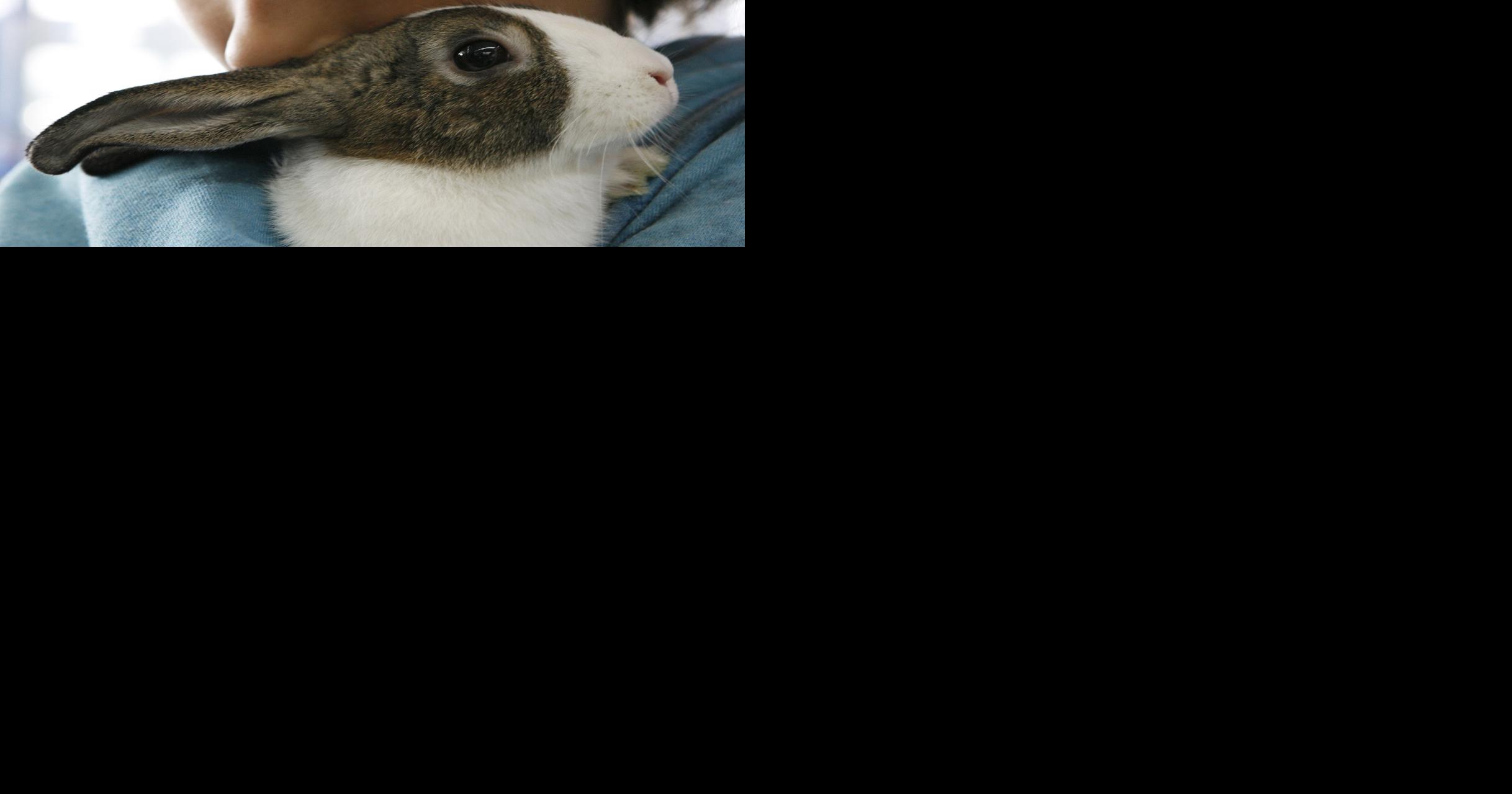 National rabbit show being held this weekend in Springfield ...