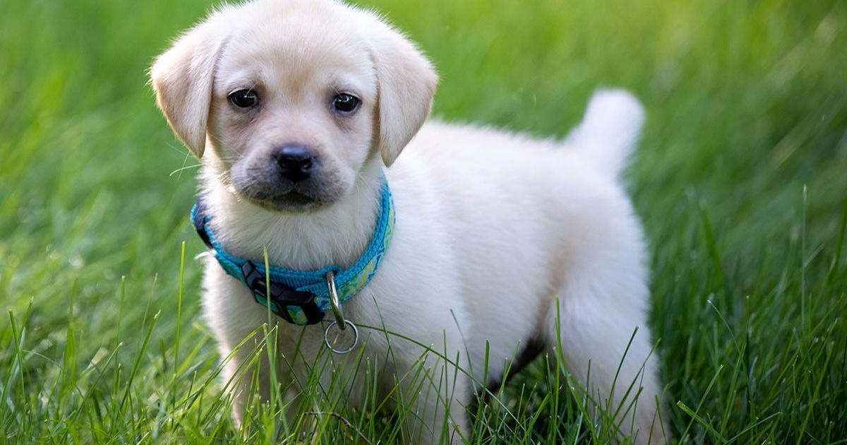Meet Duke: Wittenberg’s first therapy puppy trained for campus crises