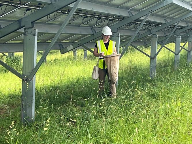Researching a hidden habitat beneath a solar array | Local News ...