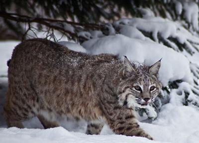 Bobcat, . red lynx: Sometimes heard, rarely seen | Local News |  