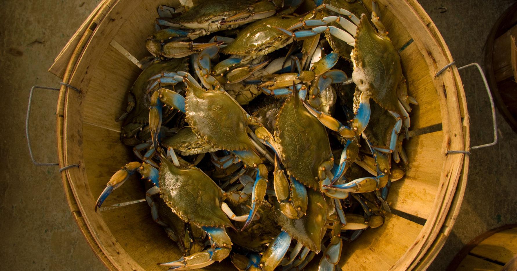 Reins loosened slightly on Chesapeake Bay crab harvest - Vimarsana News