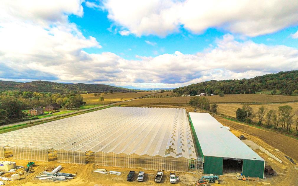 Produce Safety Through Hydroponic Farming Local News Standard