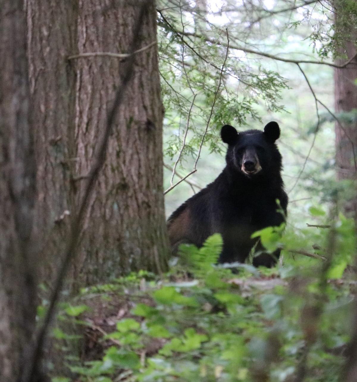 Black Bears In Pennsylvania Local News Standard Journal Com