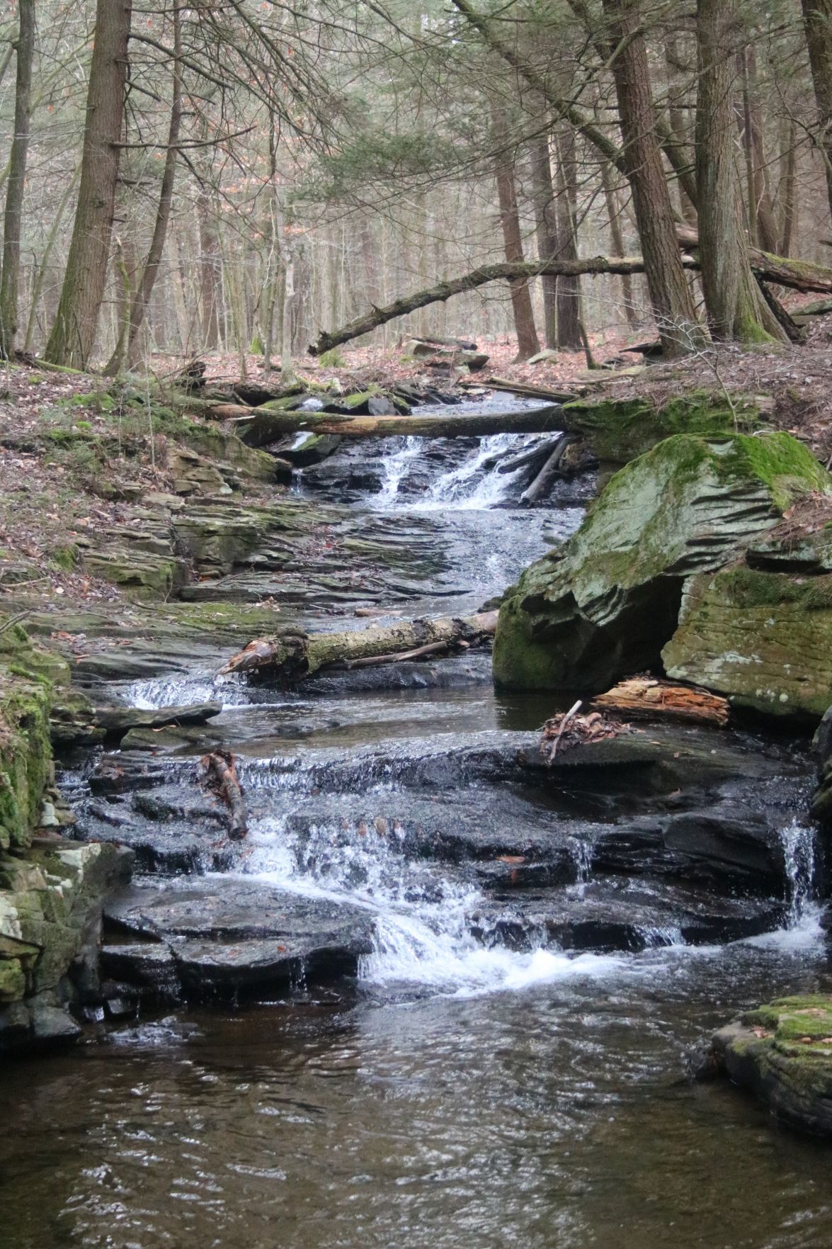Weekender... Treatments give hope to the future of Pa.'s state tree - Vimarsana News