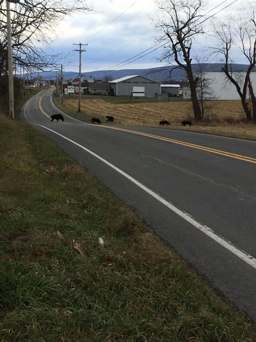 Reader Photo of the Day: Bears caught crossing Route 192