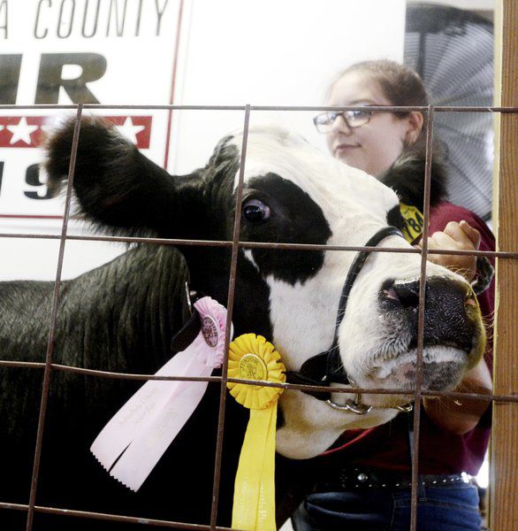 Hundreds of 4-Hers participate in the Ashtabula County Fair Market Animal Sale