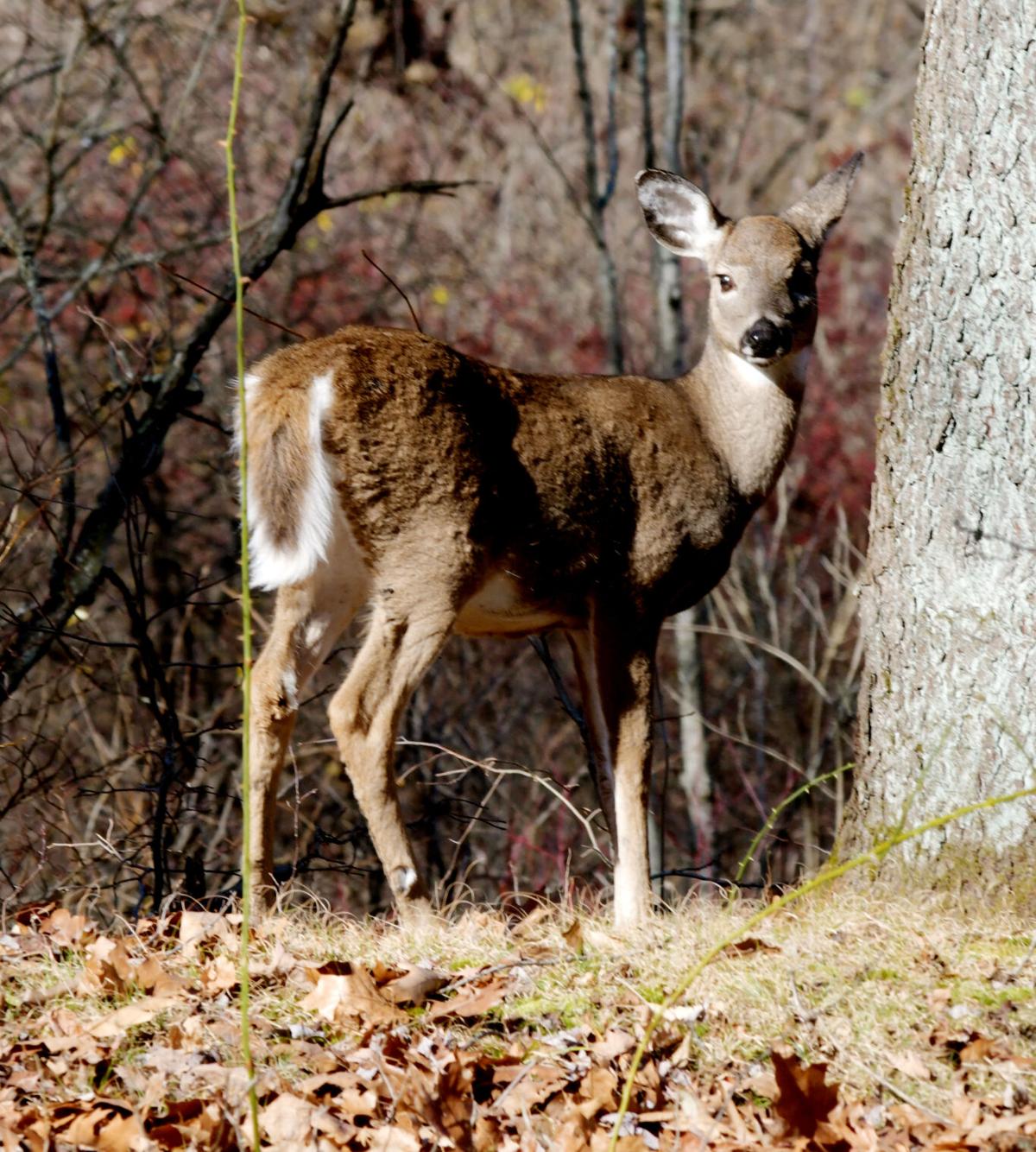 1115 state parks in november 1