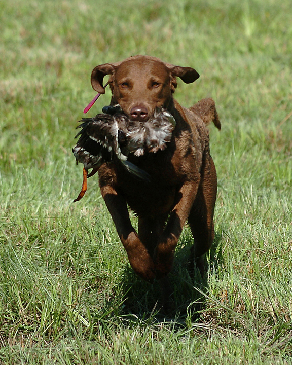 Bob grass outlet for dogs