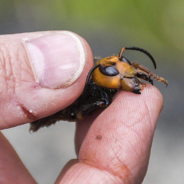 Giant Hornets Most Likely Won T Reach Ohio At Least Not This Year Coronavirus Starbeacon Com