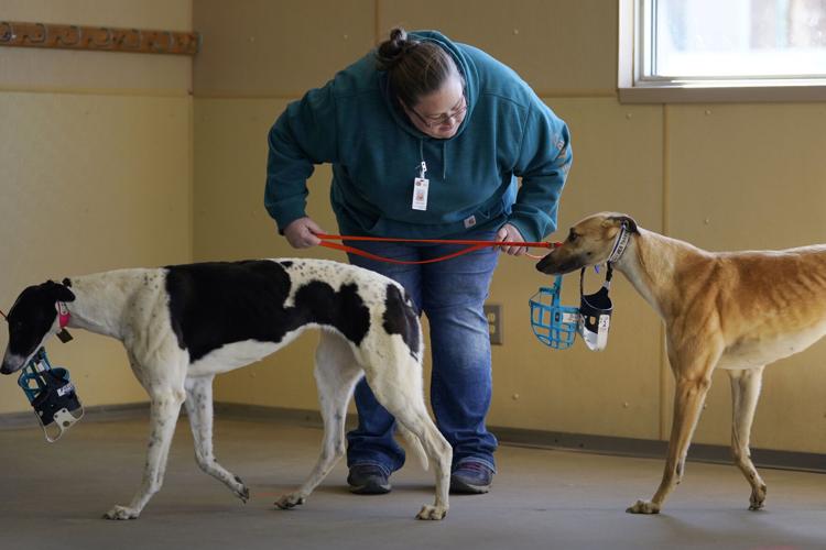 Greyhound racing nearing its end in the US after long slide ...