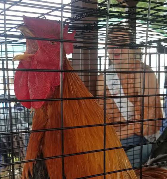 Rooster crowing, harness racing, monster trucks and sunny skies draw crowds to Day 3 of Ashtabula County Fair