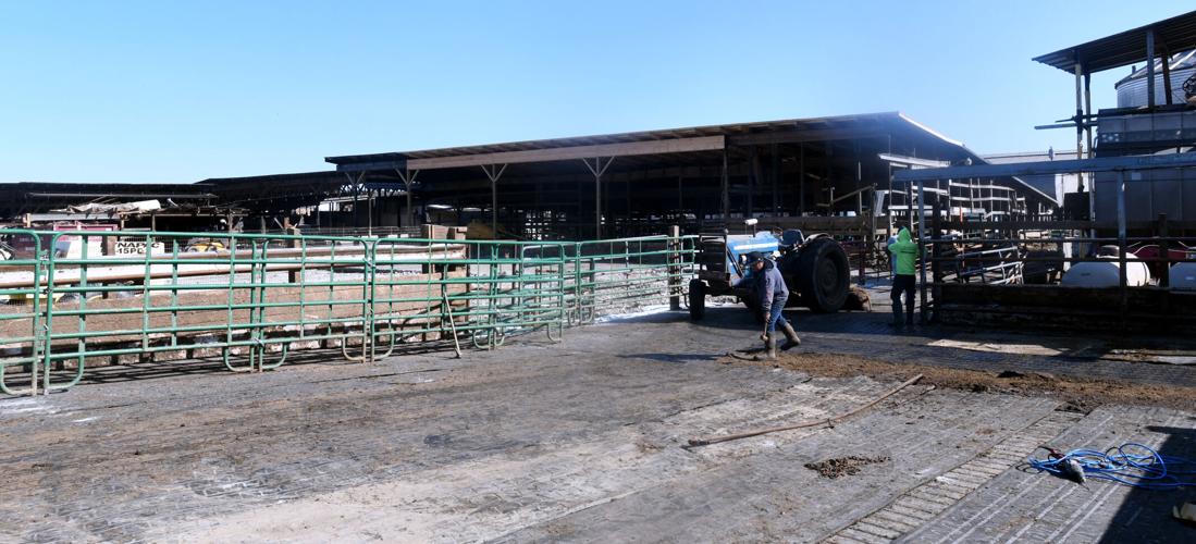 Dairy farm makes come back, thanks to community help News