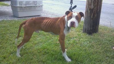 humane society deputies rescue