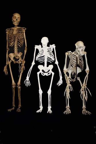 Ancient creature mixed human, apelike traits | News | starbeacon.com