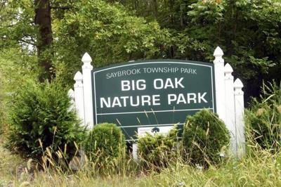 Travel to Saybrook's Big Oak Nature Park to see a state ...