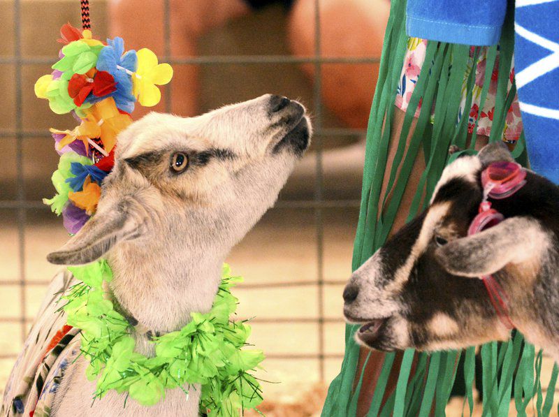 Sunny weather draws visitors to Ashtabula County Fair