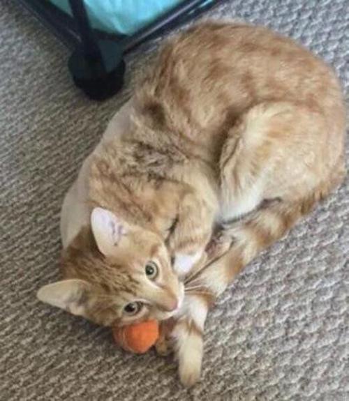 Man who shot cat with arrow pays restitution and gets three years probation
