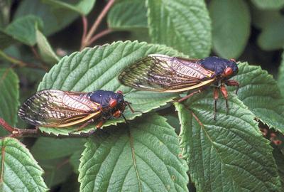 Listen for cicada