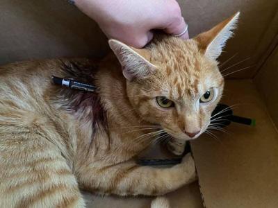 cat survives arrow shot through throat