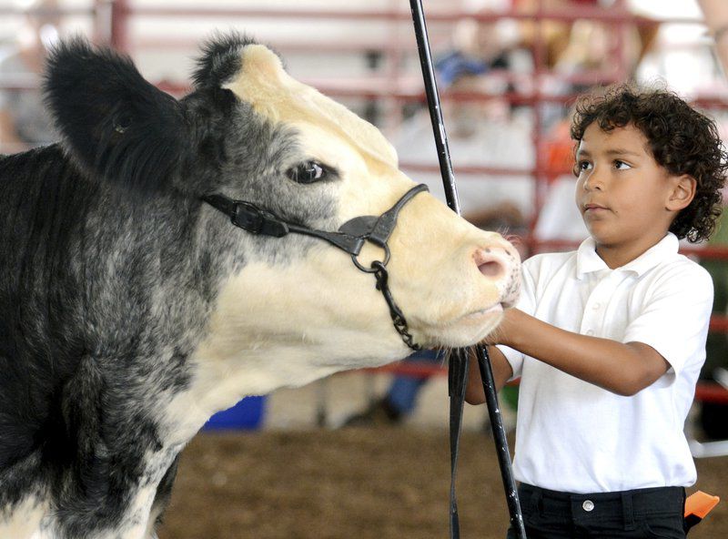 Rooster crowing, harness racing, monster trucks and sunny skies draw crowds to Day 3 of Ashtabula County Fair