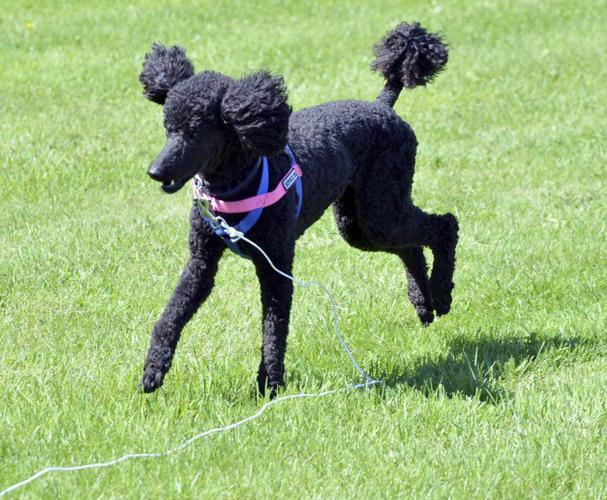 Dogs and their owners gather at Walnut Beach Local News