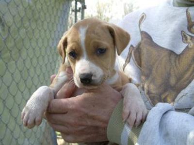 Dog 11 Pups Abandoned At Apl Local News Starbeacon Com