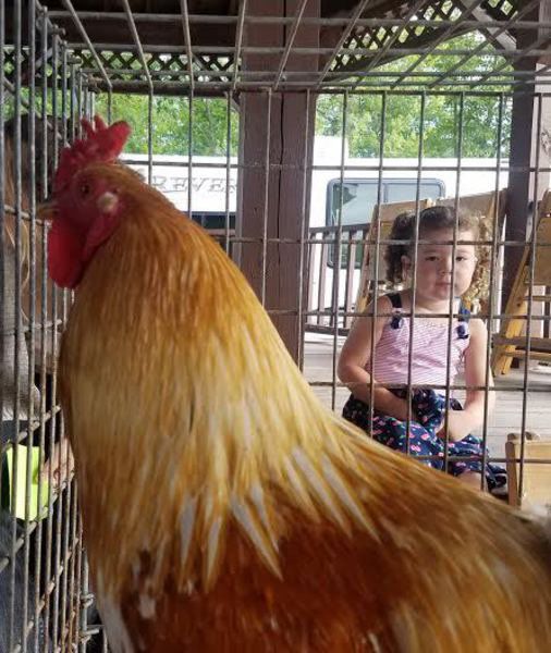 Rooster crowing, harness racing, monster trucks and sunny skies draw crowds to Day 3 of Ashtabula County Fair