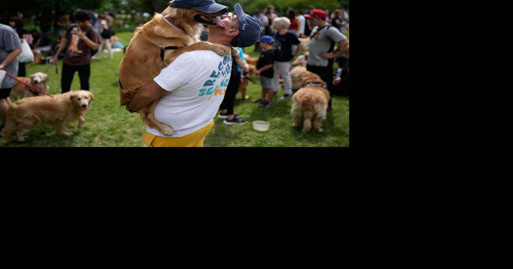 Golden retrievers, Bad Bunny and more top photos from the week in Latin America and the Caribbean