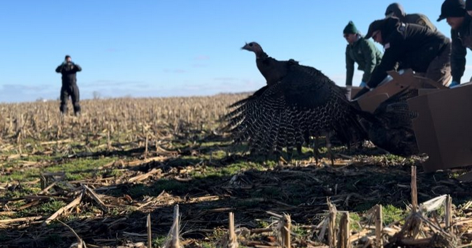 OSU studying turkey populations in Ashtabula County, across state