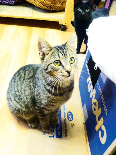 Holy Cat Whiskers Rescue To Host Benefit Dinner Sunday News