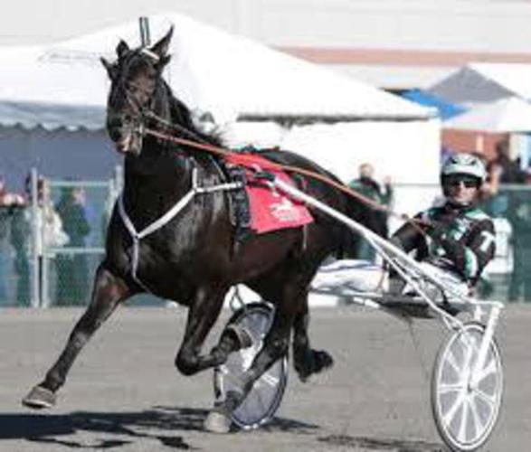 Harness racing sure to draw a crowd at fair Amish buggy ...