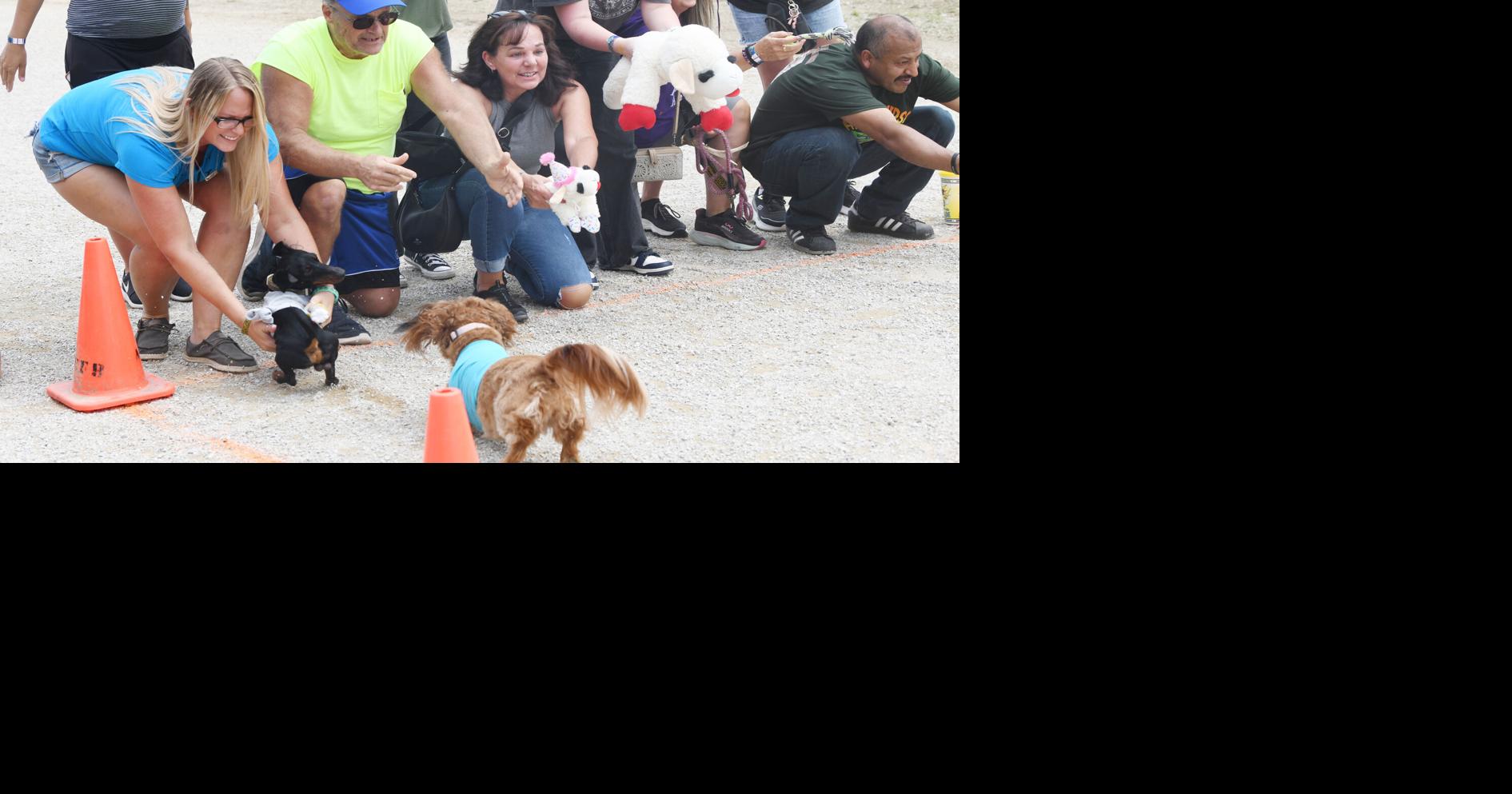 The Fast and the Fur-riest wiener dog race: Top dog title goes to Oscar