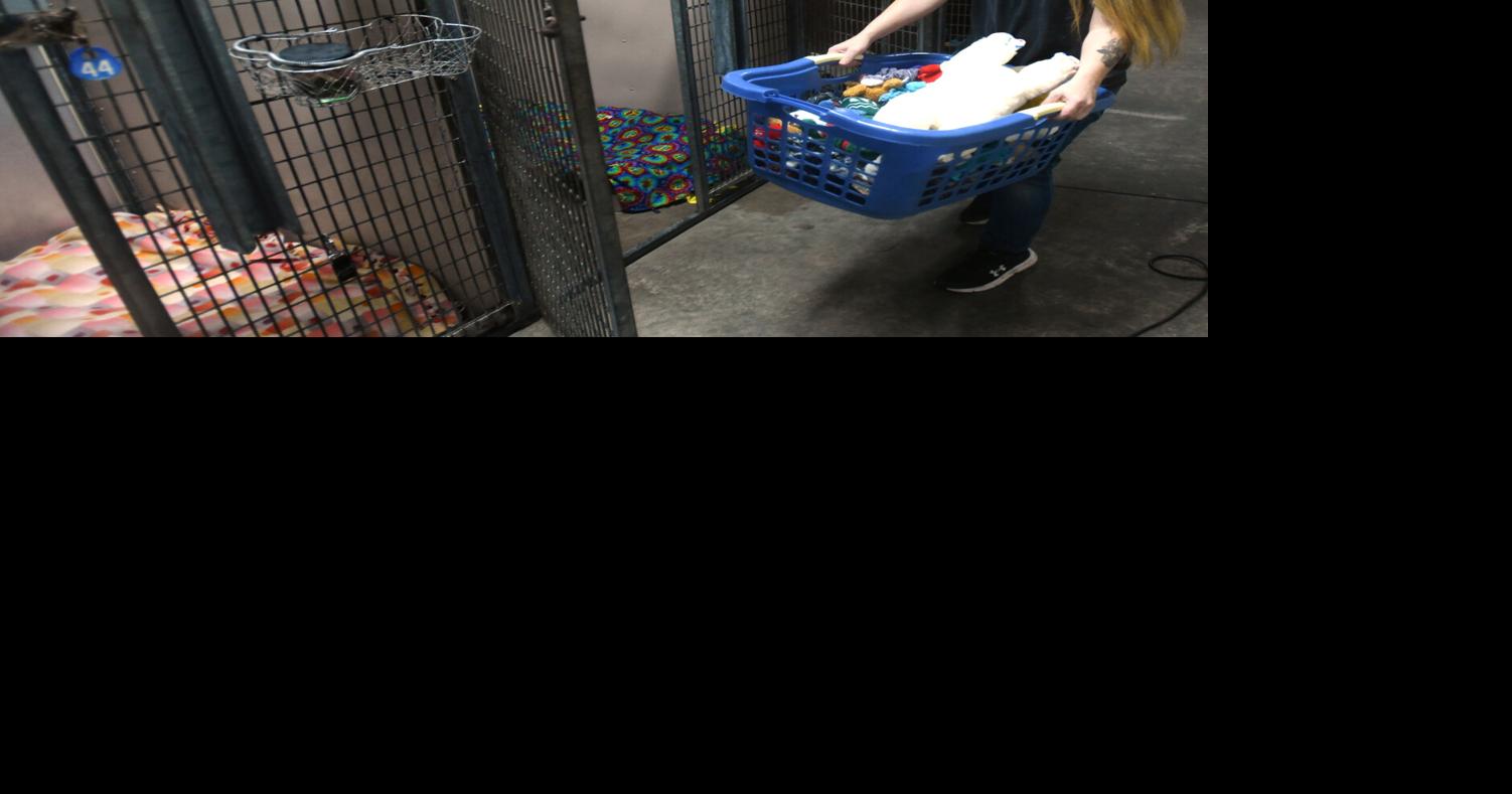 Animal Protective League discounting on adoptions | News | starbeacon.com