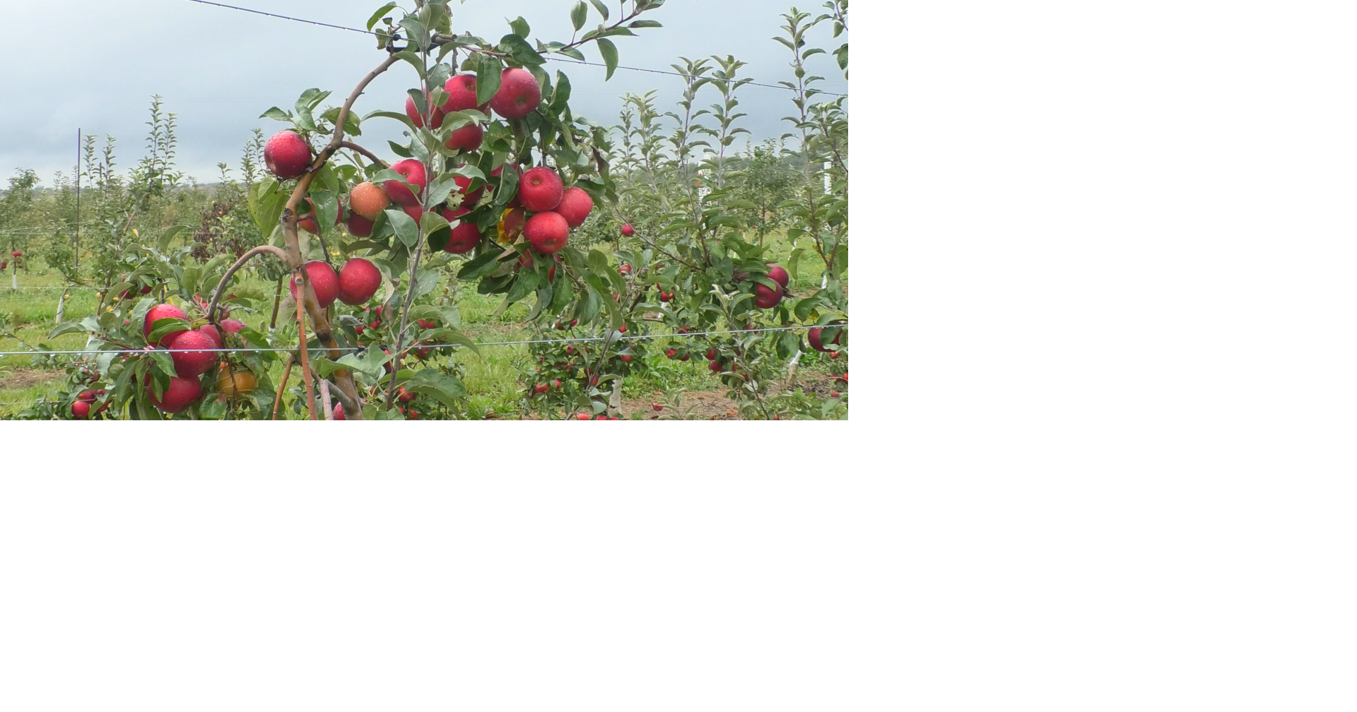 Wea Creek Orchard’s annual Fall Fest to take place September 18 | Local ...