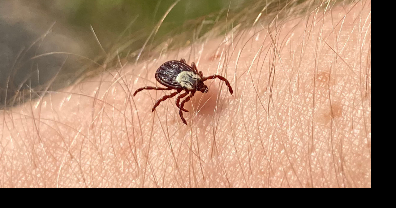 Indiana Dunes National Park reminds visitors to practice tick safety ...