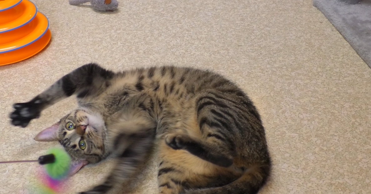 Fur-ever Home: Meet Tabitha!