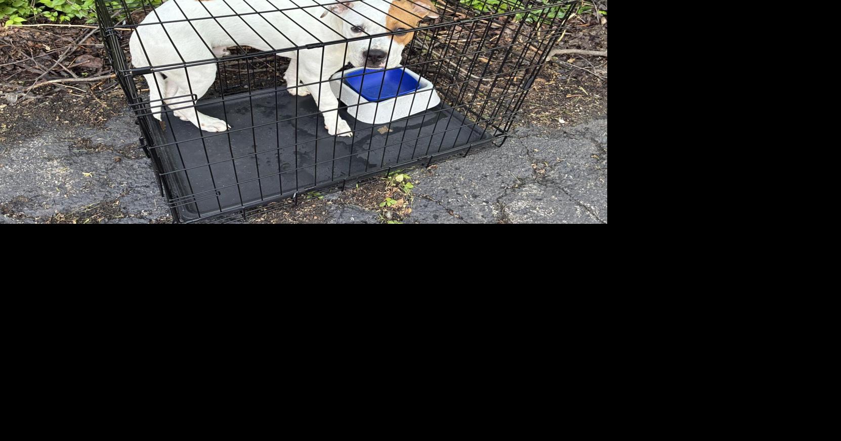 Dog abandoned in crate near Launch Apartments, WLPD reports | Local ...