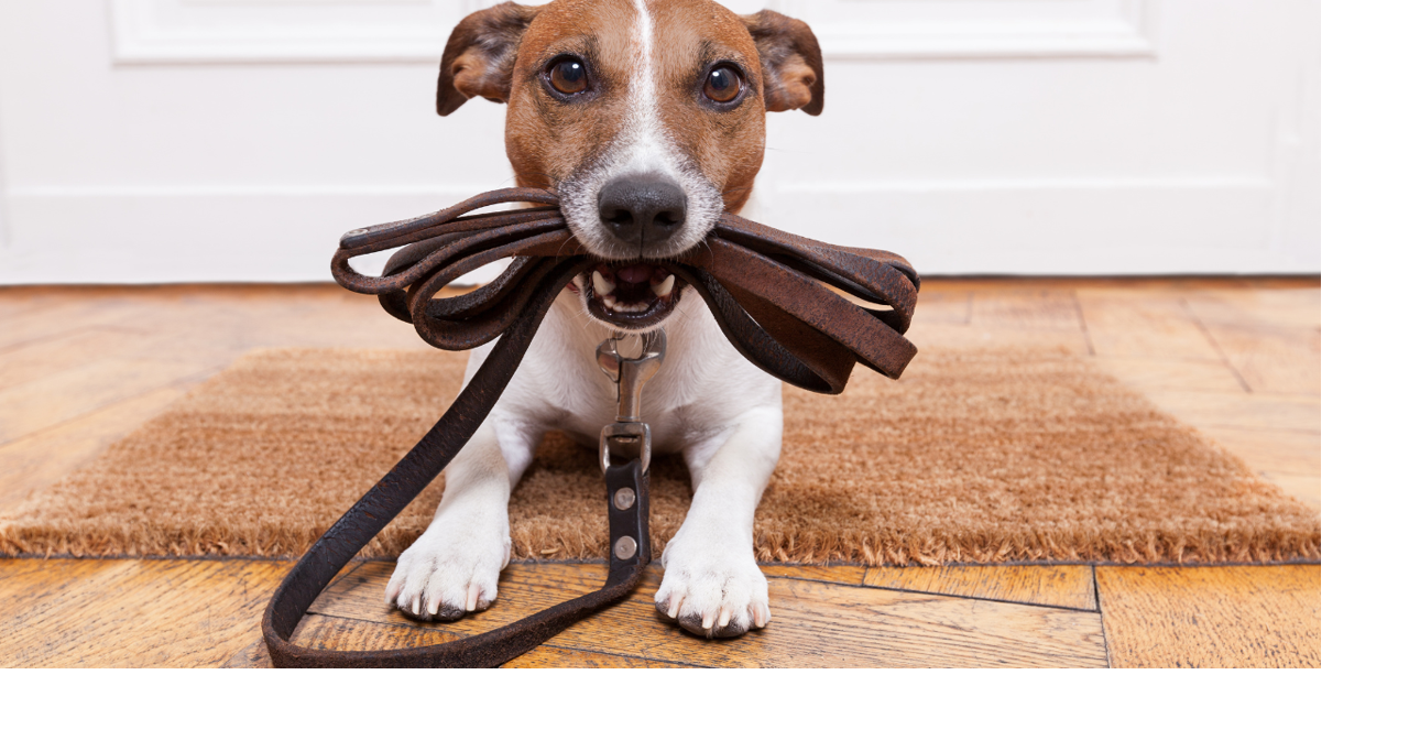 Chuy's to donate to Lafayette Humane Society for every dog photo