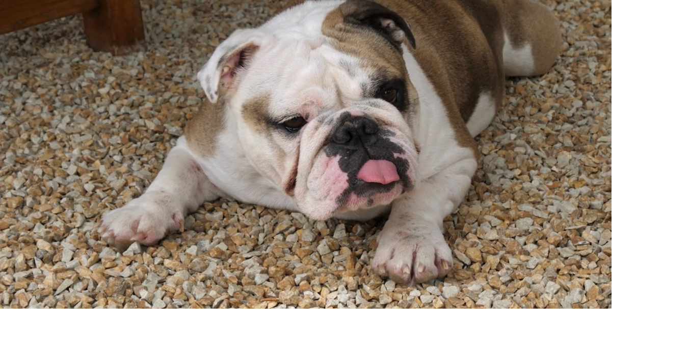 Purdue Veterinary Medicine researchers ask public for help on canine spine study