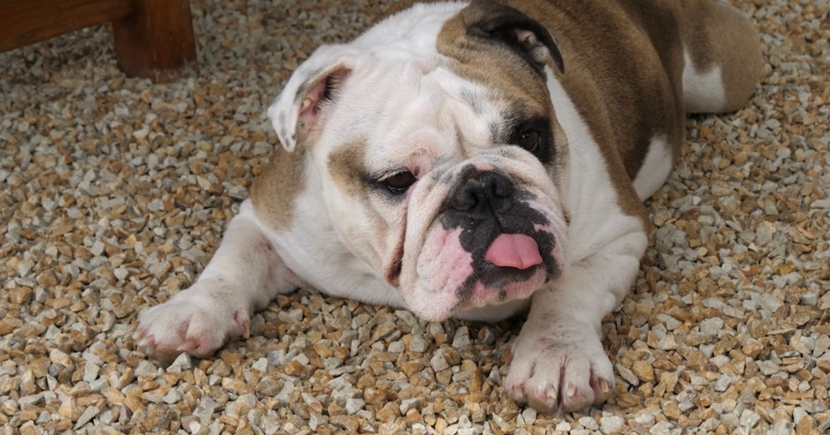 Purdue Veterinary Medicine researchers ask public for help on canine spine study