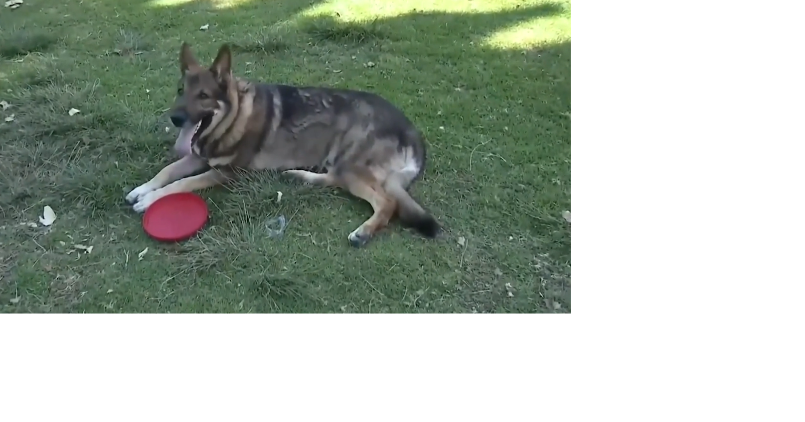 Pet owners encouraged to take precaution as temperatures rise