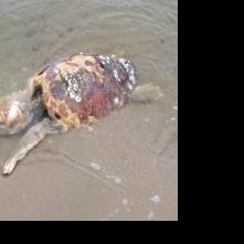 Dead loggerhead sea turtle found on beach | News | stardem.com