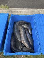 Invasive fish donated to food banks, science