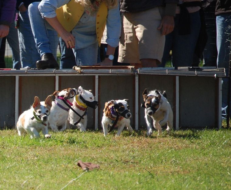 Annual Jack Russell Races to be held Oct. 19 Life
